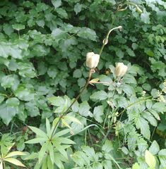 Lilium martagon pilosiusculum