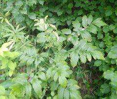 Actaea cimicifuga