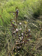 Salix petiolaris