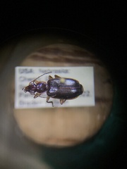 Cymindis