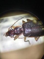 Cymindis