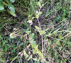 Erodium cicutarium