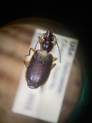 Cymindis