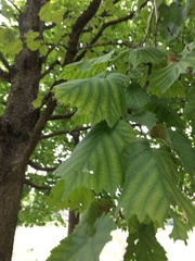 Corylus colurna