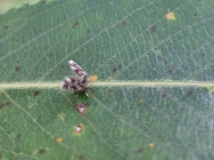 Psychodinae