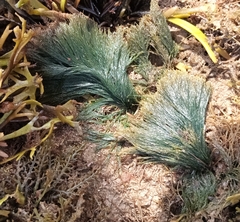 Bryopsis