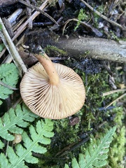 Lactarius