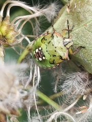Nezara viridula