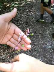 Hylodesmum