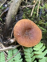 Lactarius