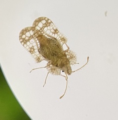 Corythucha marmorata