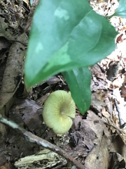 Gerronema strombodes