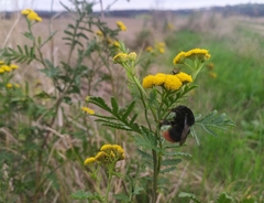 Bombus lapidarius