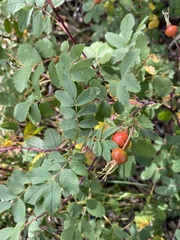 Rosa acicularis