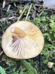 Lactarius