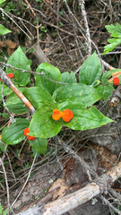 Prosartes trachycarpa
