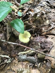 Gerronema strombodes