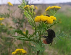 Bombus lapidarius