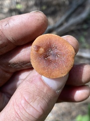 Lactarius