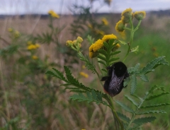 Bombus lapidarius