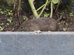 Alston's Cotton Rat photo 1