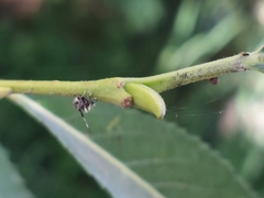 Psychodinae