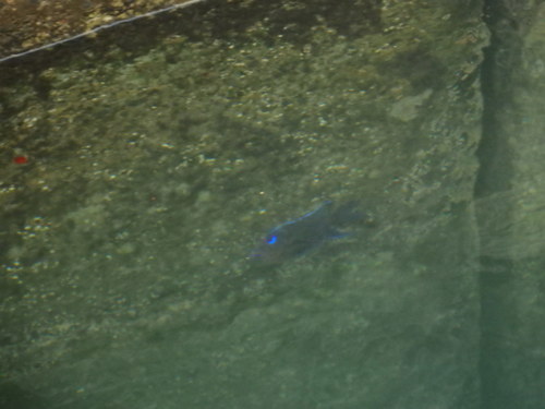 Similiparma lurida