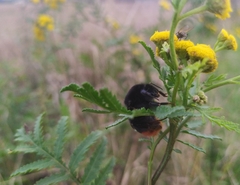 Bombus lapidarius