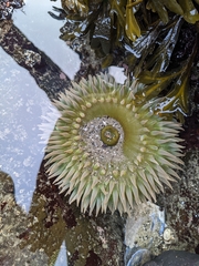 Anthopleura xanthogrammica