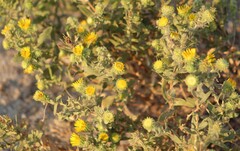 Grindelia squarrosa