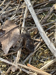 Orgyia pseudotsugata