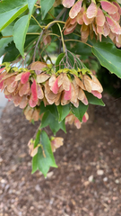 Acer