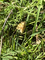 Sparganothis sulfureana