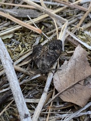 Orgyia pseudotsugata