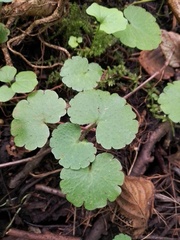 Chrysosplenium alternifolium
