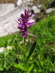 Dactylorhiza euxina