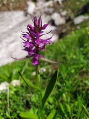 Dactylorhiza euxina