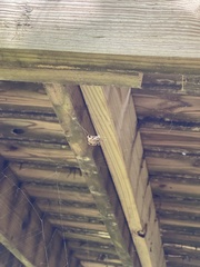 Neoscona domiciliorum