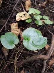 Asarum europaeum