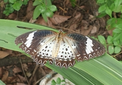 Cethosia cyane