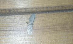 Eupithecia absinthiata