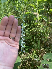 Spiranthes lacera gracilis
