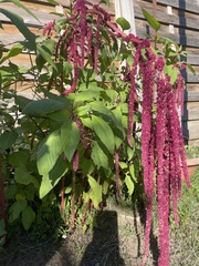 Amaranthus caudatus