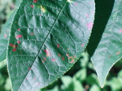 Pucciniastrum areolatum