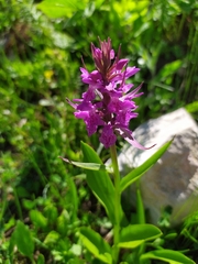 Dactylorhiza euxina