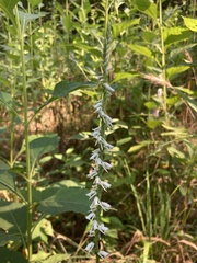 Spiranthes lacera gracilis