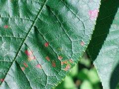 Pucciniastrum areolatum