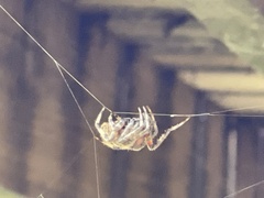 Neoscona domiciliorum