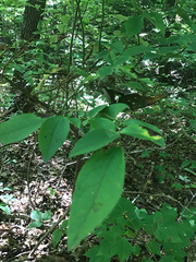 Leucaena