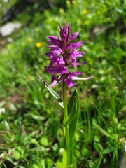Dactylorhiza euxina